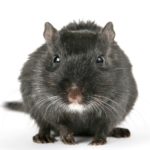ネズミの繁殖力はうわさ通り　～駆除に毒餌は二次被害になる！？～