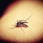 日本で蚊媒介感染症と言えば「日本脳炎」？　蚊は世界の危険生物だった！？